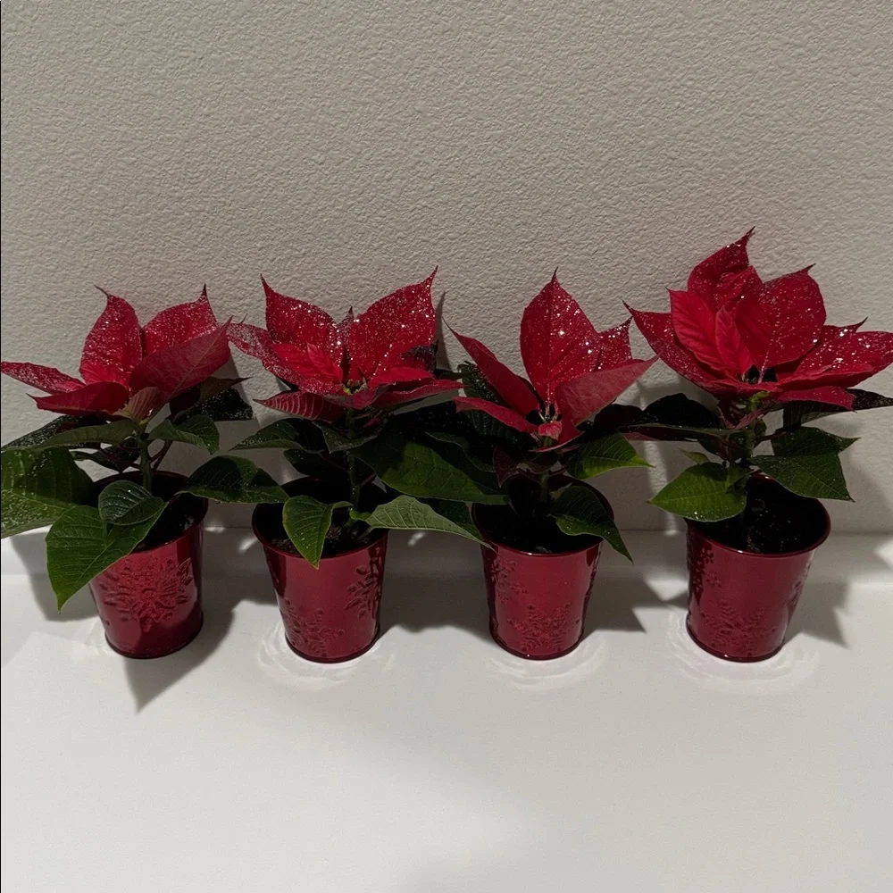 6 Mini Holiday Plant Pot